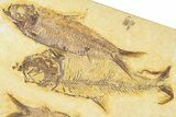 Plate of Three Fossil Fish (Knightia & Diplomystus) - Wyoming #367495-1